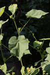 Velvetleaf 